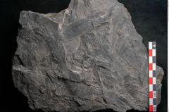 Foto (Detailansicht) von Noeggerathia palmaeformis Goeppert (NHMW-GEO-2024-0188-10734)